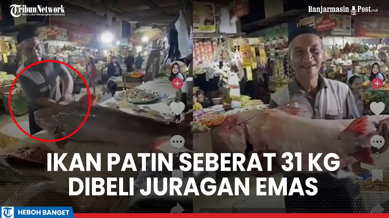 Viral Ikan Patin Super Besar Seberat 31 Kg, Dibeli Juragan Emas di Palangkara Kalteng Rp 4,6 Juta