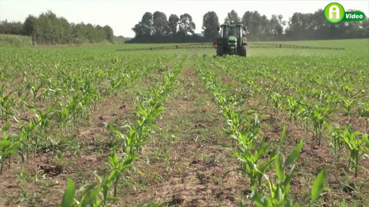 Syngenta újdonságok 2014 - Kukorica, napraforgó és kalászos kultúrákban!