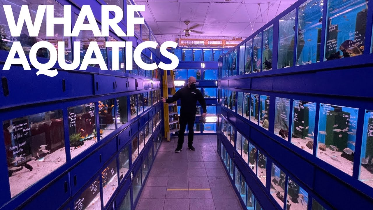 THE BEST AQUATIC SHOP IN THE UK??? FISH SHOP TOUR AT WHARF AQUATICS PART 1 (MICKSFISHUK MUST SEE)