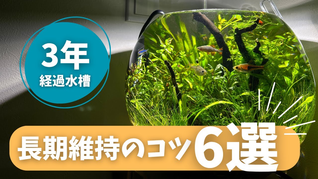 【アクアリウム】ボトルアクアリウム3年維持 長期安定の秘訣6選/6 tips to maintain a stable bottle aquarium for 3 years #057 