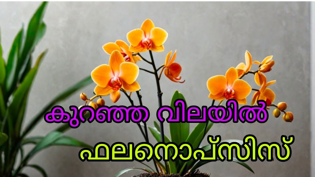 Phalaenopsis Orchid Plants Now Available | Rc Garden Kottayam|9846090759|