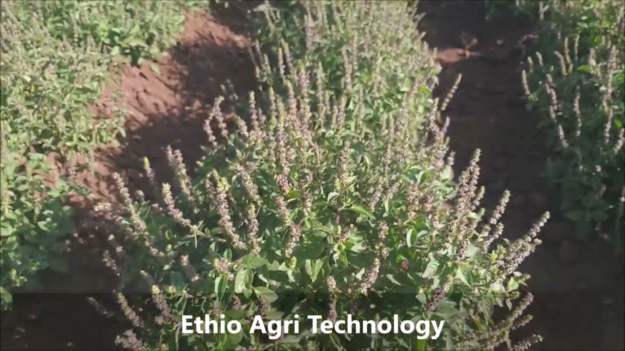 You never know before | Sweet Basil | በሶ ብላ | Traditional Uses | #Ethio Agri Technology