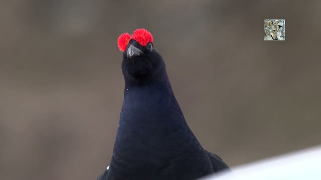 Ultimi combattimenti per il Gallo Forcello