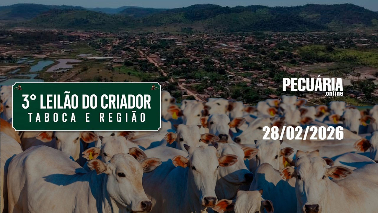 3º Leilão do Criador - Distrito Taboca - PA - Dia 28/02/2026