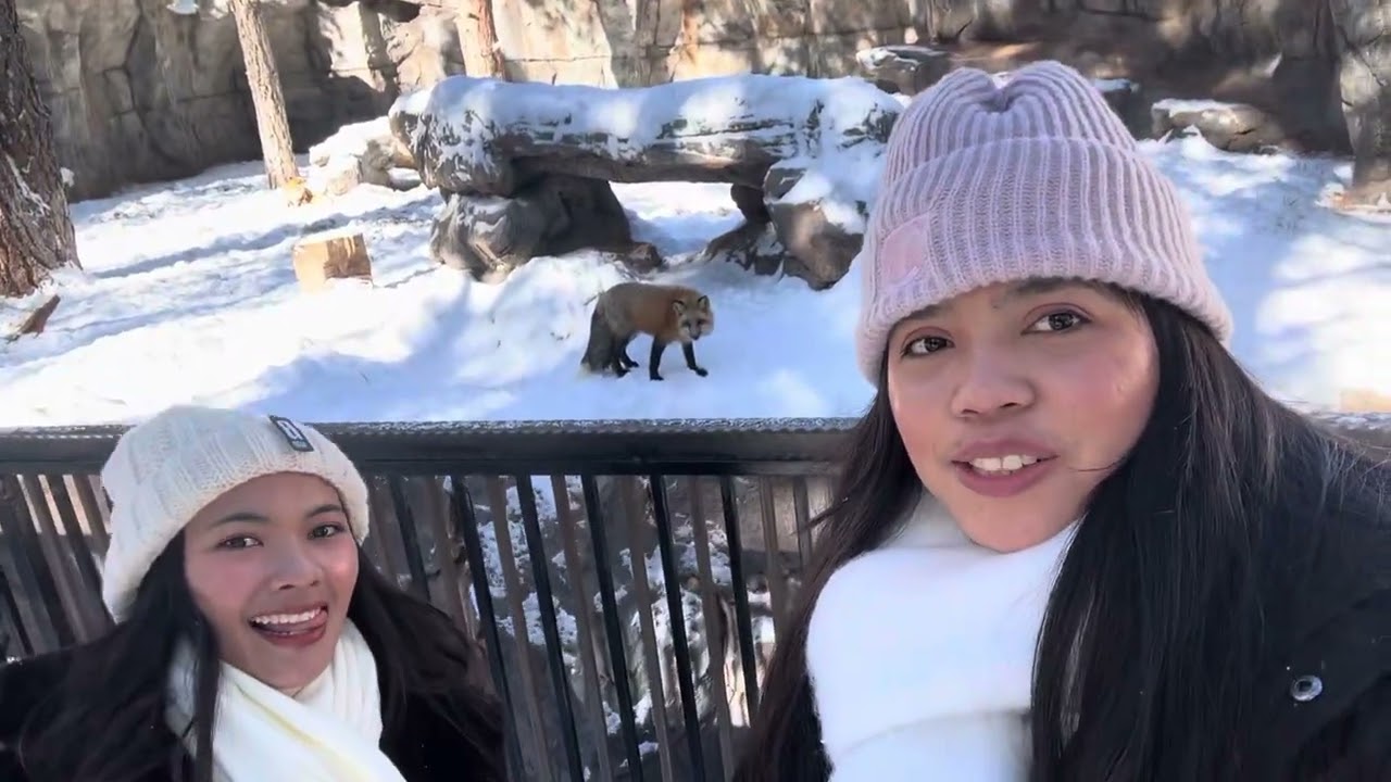 Jalan - Jalan di kebun Binatang Amerika, lihat Beruang di Bearaizona !