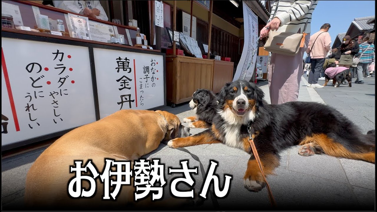 赤福氷を食べにお伊勢さんへ