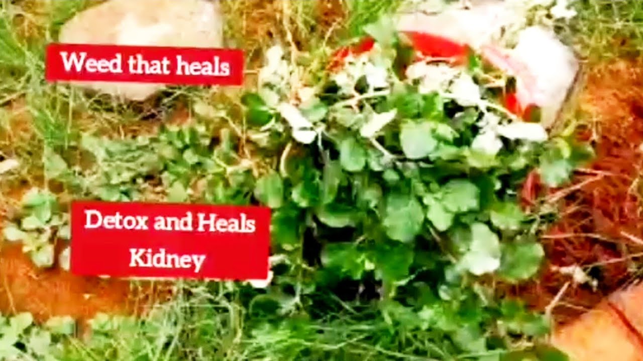 சாரணை கீரை | Vellai saranai keerai | Recipe | Medicinal uses, Cultivation and Recipe