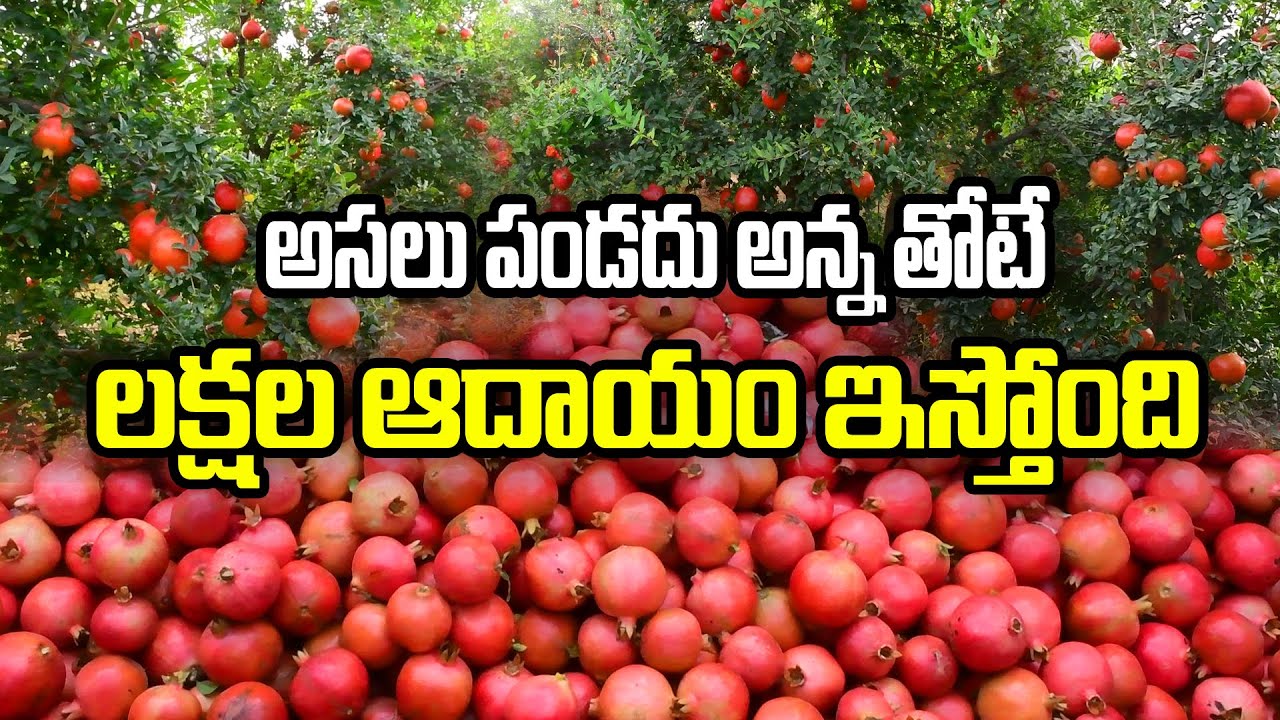 50 ఎకరాల #దానిమ్మతోట - అంత ఆదాయం ఎలా ? #Sriramulu #danimma sagu #farming #pomogranate @Raitu Nestham