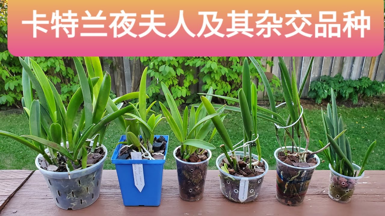 卡特兰夜夫人及其杂交品种近况 Brassavola orchids and their hybrids