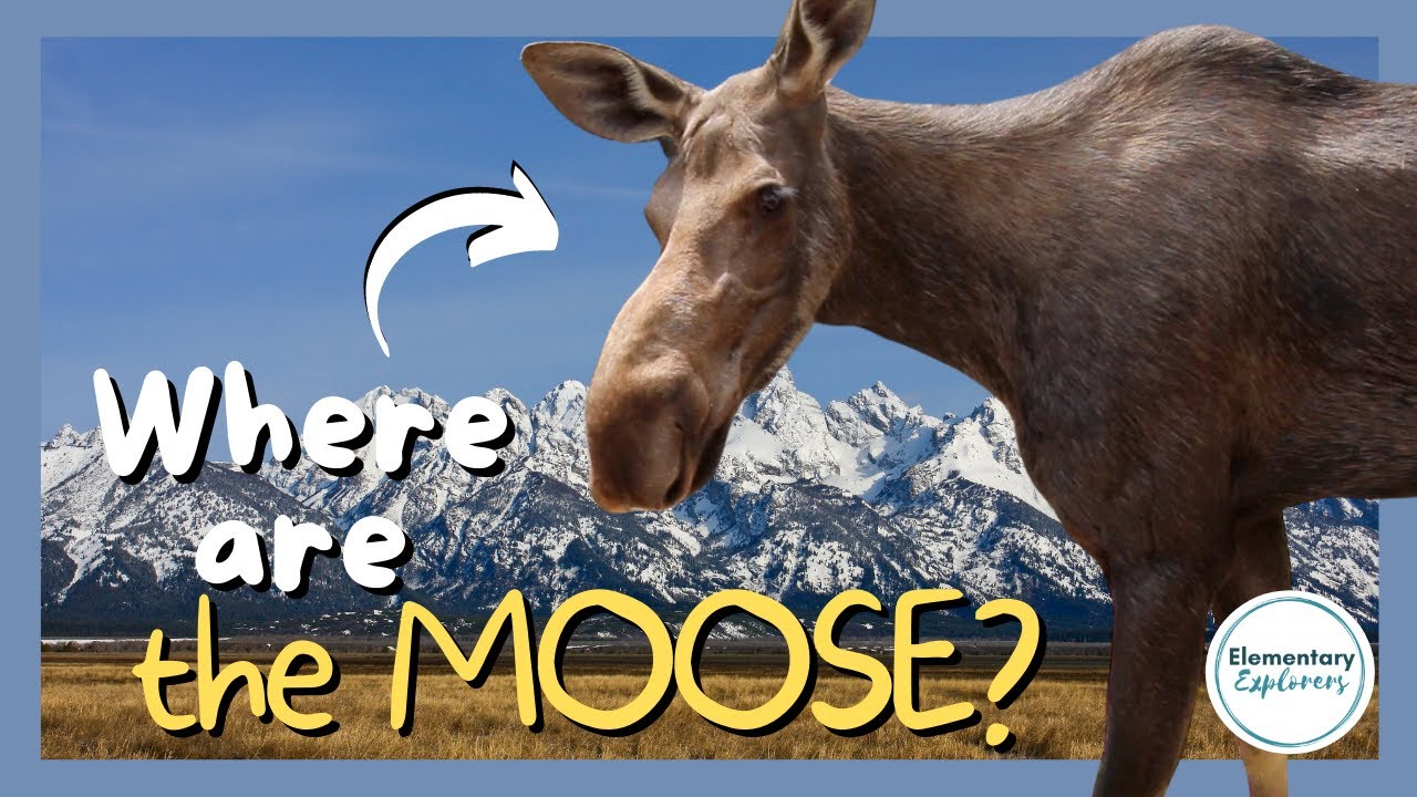 We're Going On a Moose Hunt - Jenny Lake - Moose Ponds - Grand Teton National Park, WY