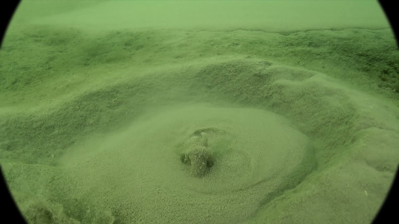 Ežerų dugne / In the Depths of Lakes (2014)