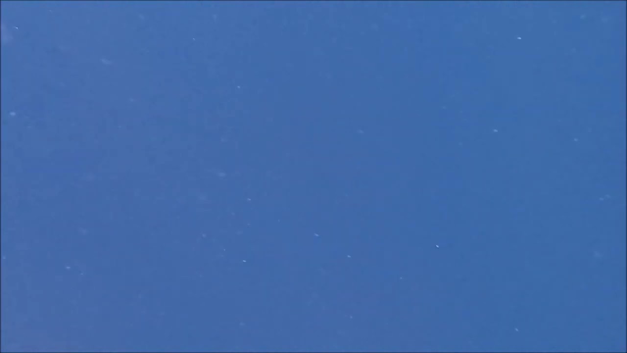 ザトウクジラ鳴き声！水中パフォーマンス