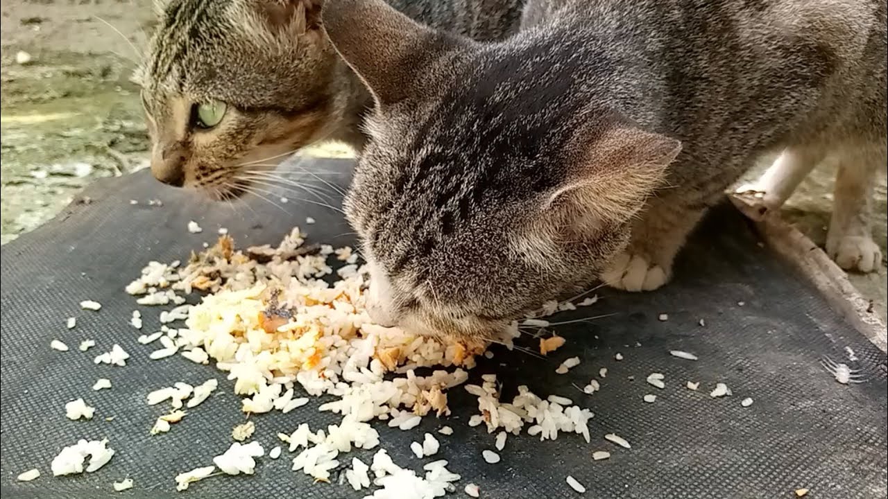Cats eating food ASMR part 14
