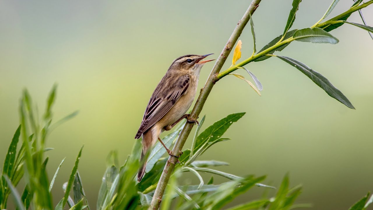 Песни камышовки-барсучка. Acrocephalus schoenobaenus. Птицы Беларуси.