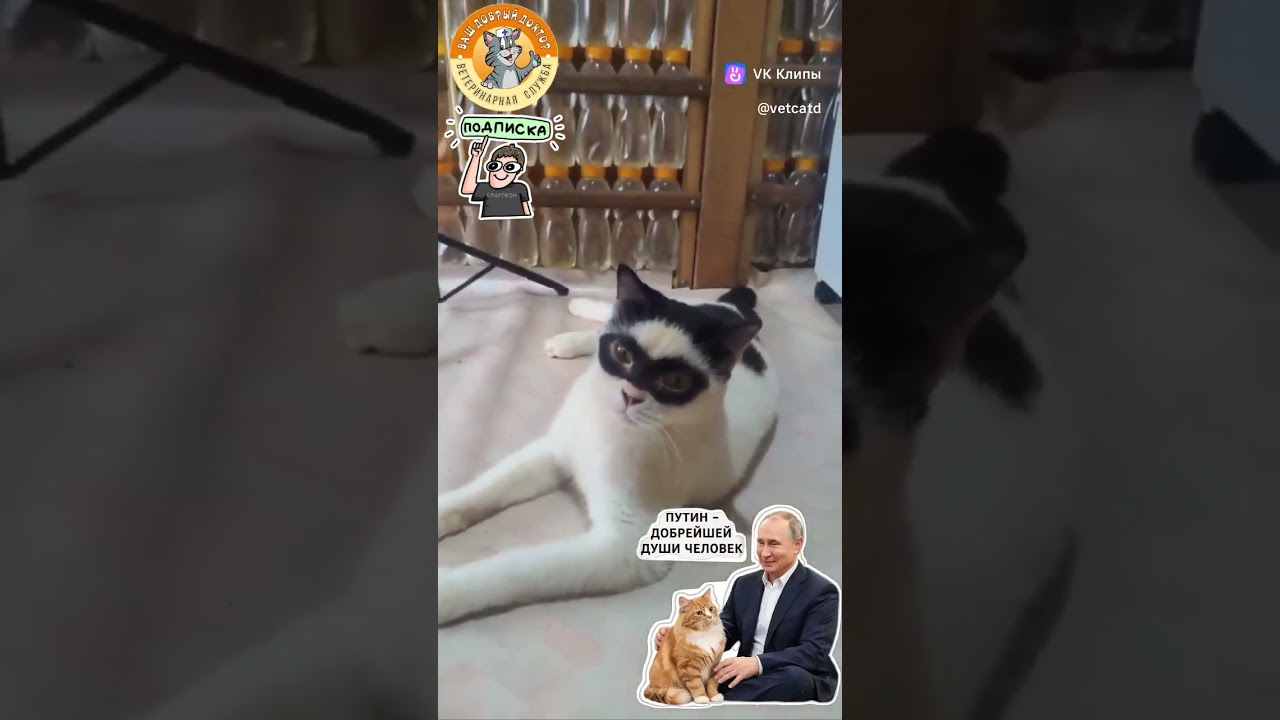 Operation MOORE-MOORE-MOORE has begun@DmytriyGordon @bondarenko_blog @vdud #cat #hit