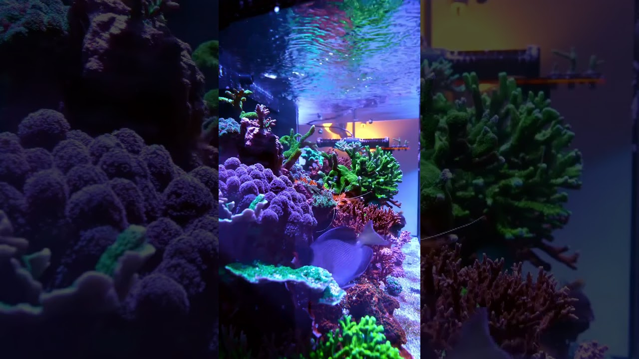 #reeftank #coraltank #saltwateraquarium #reefkeeper #reef #reeflife #coralphotography