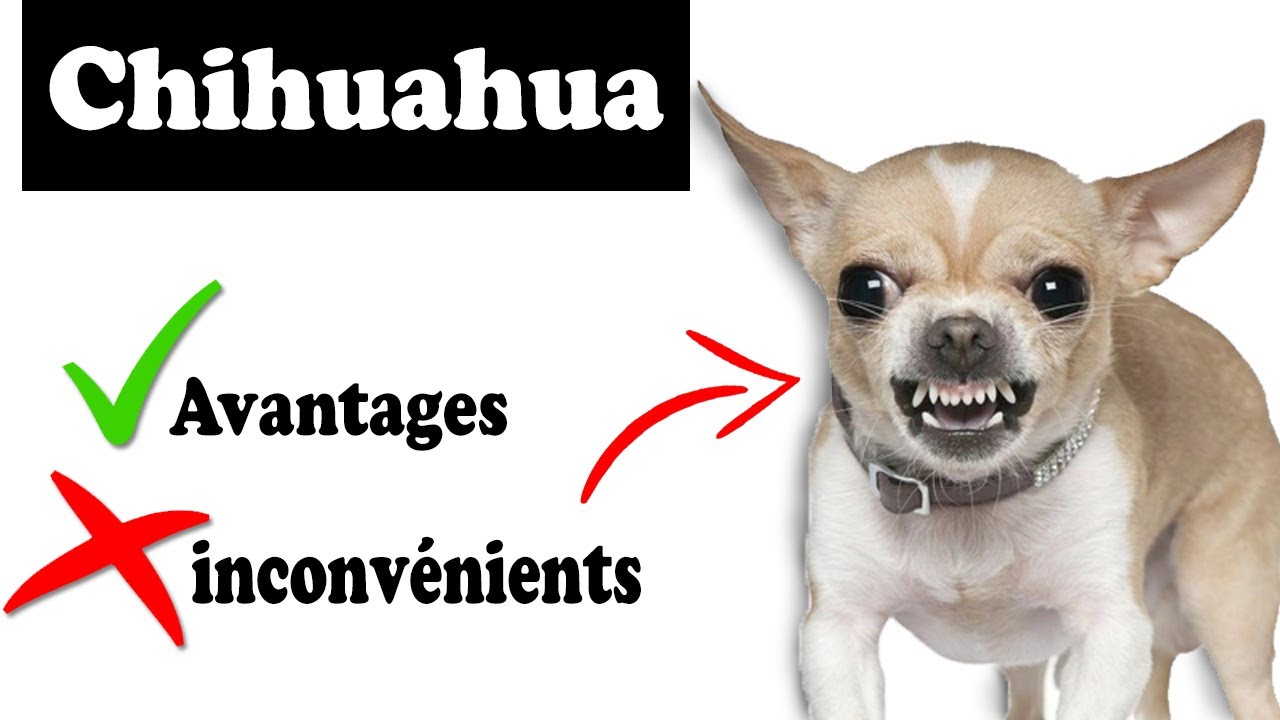 Chihuahua Avantages et Inconvénients | Chihuahua Le mal Et Le Bien De La Race