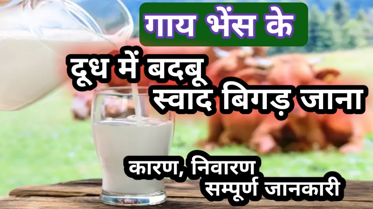 गाय भेंस के दूध में बदबू आना, स्वाद बिगड़ जाना!!  Bed taste & smell in cattle milk !!
