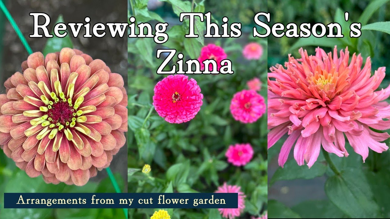 Reviewing This Season's Zinnia