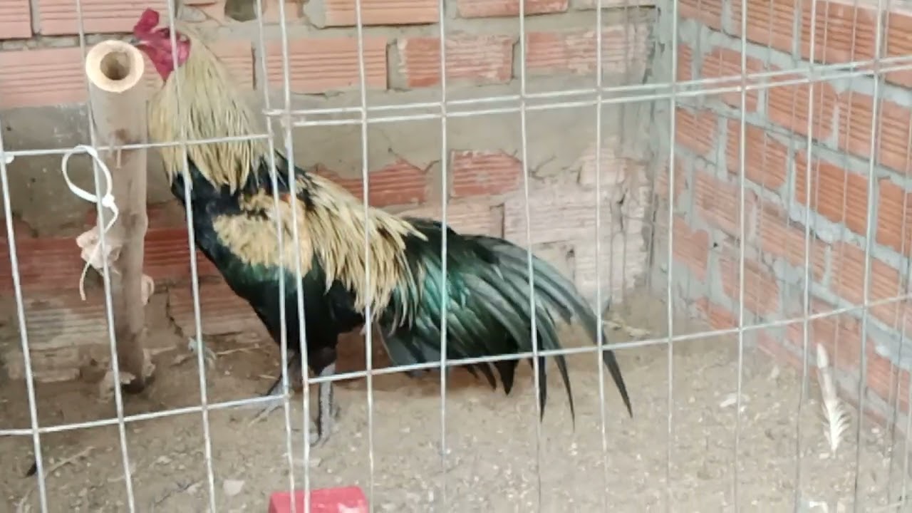 0918 oai 775934 ngày 27 tháng 2 năm 2026