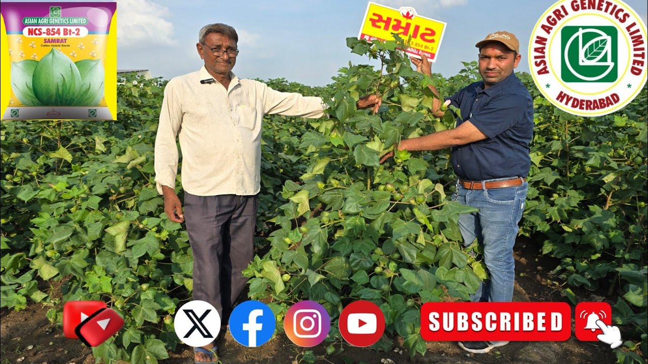 Bl ock Buster Variety Samrat/બ્લોક બસ્ટર વેરાયટી સ્માર્ટ #agriculture #farming #farmer #ખેડૂત 