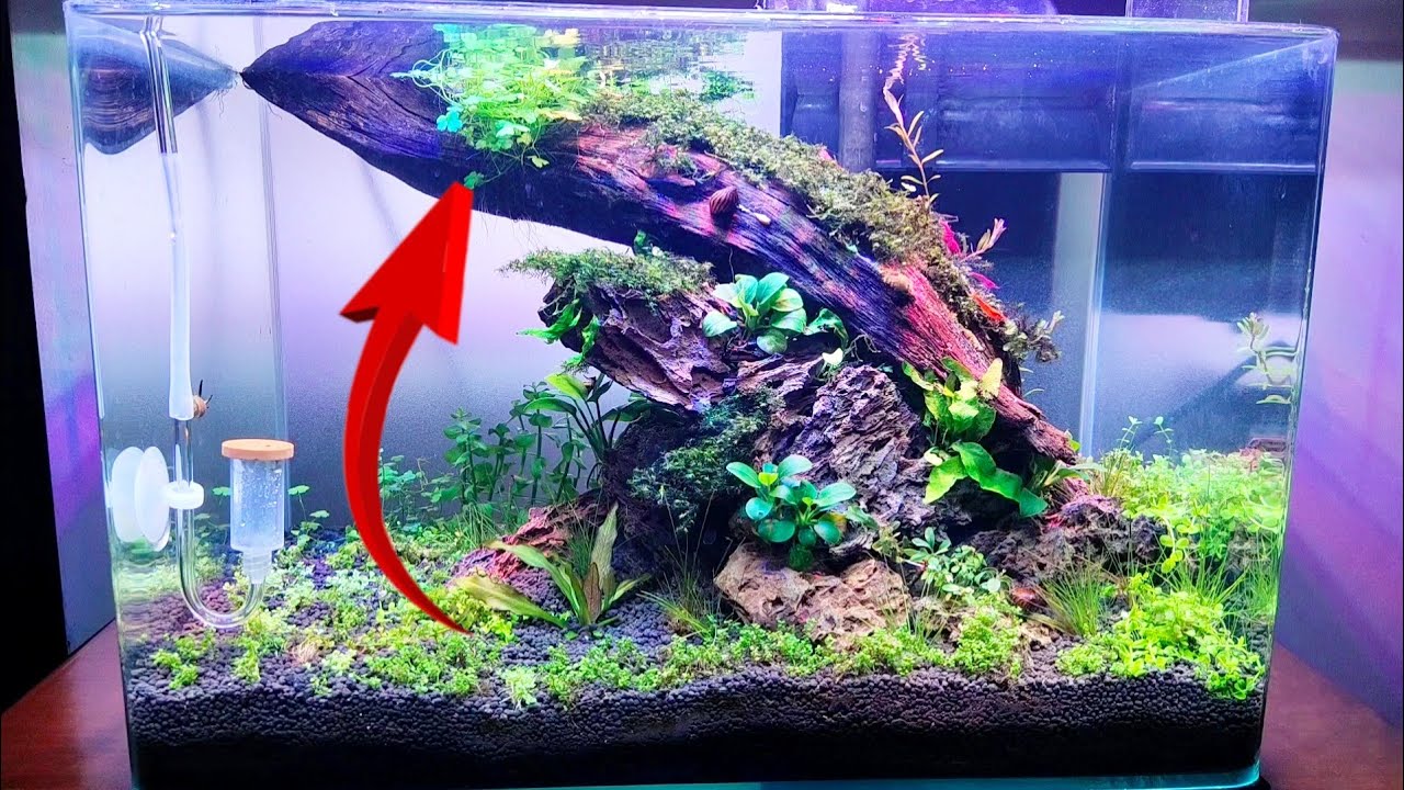5 Tanaman Aquascape ini TIDAK BUTUH SUBSTRATE ATAU SOIL MAHAL