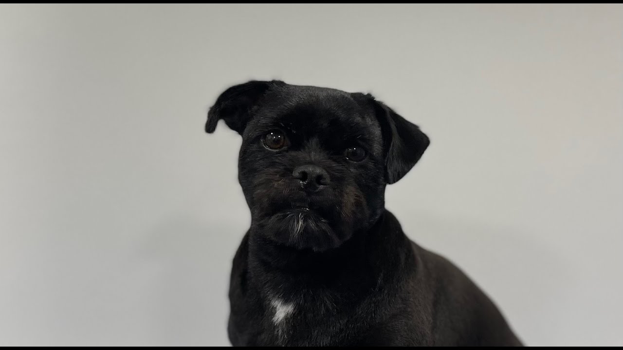 Adorable Pug x Yorkshire Terrier | Reverse Clipping | Dog Grooming