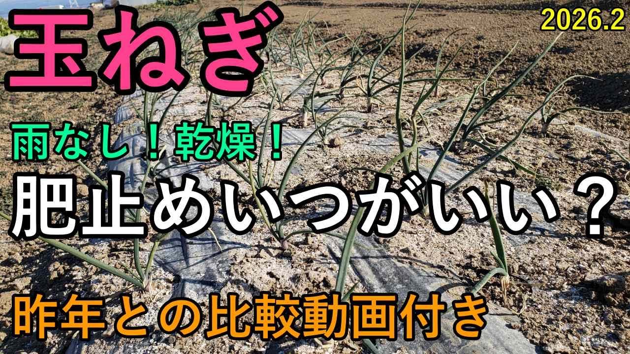 【2026】１月下旬から２月の玉ねぎの様子と肥止めを見極めるポイント｜寒波の時はこれに気を付ける