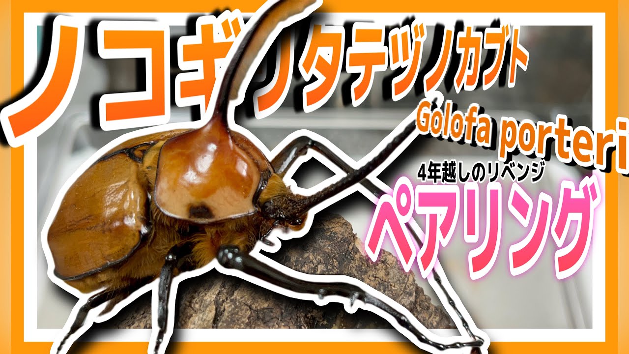 【ゴロファポルテリ】ペアリングに◯◯を使ったら上手くいったので、産卵セット組むぞ