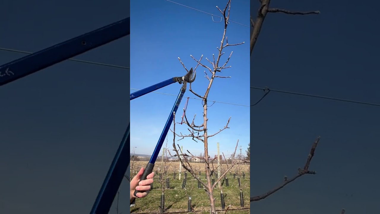 Pruning Binet Rouge on G.11