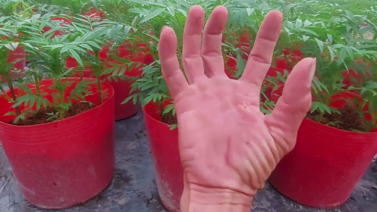 ngày ngắt ngọn hoa vạn thọ
