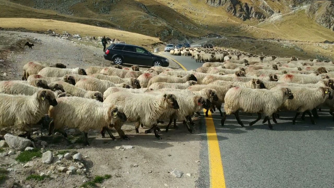 Transalpina 2021