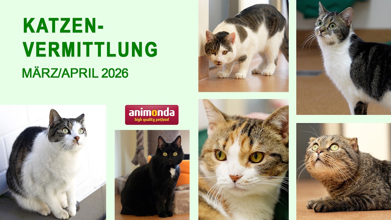 Katzenvermittlung - März/April 2026 (Tierheim Hannover TV)