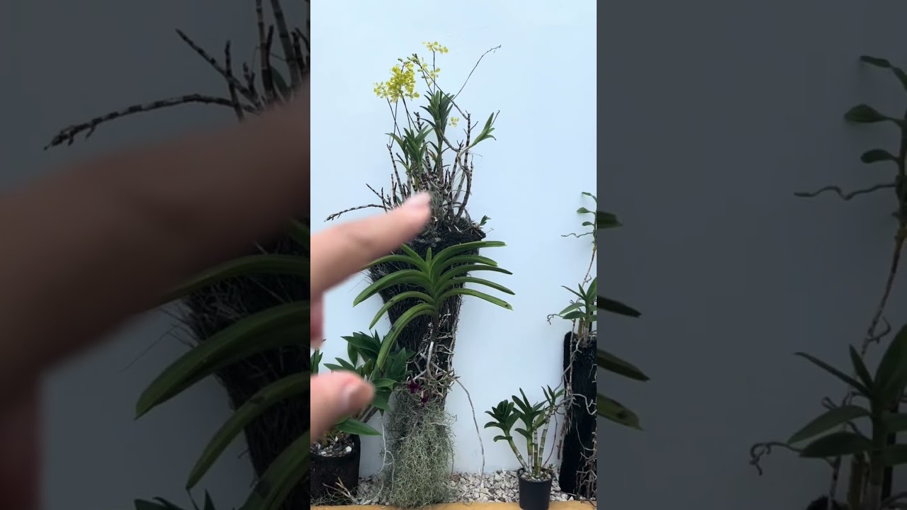 As&iacute; se est&aacute;n las ORQU&Iacute;DEAS a casi un sin abonarlas usando las macetas correctas 