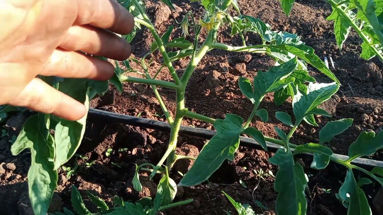 fazendo a primeira desbrota  no tomate 🍅