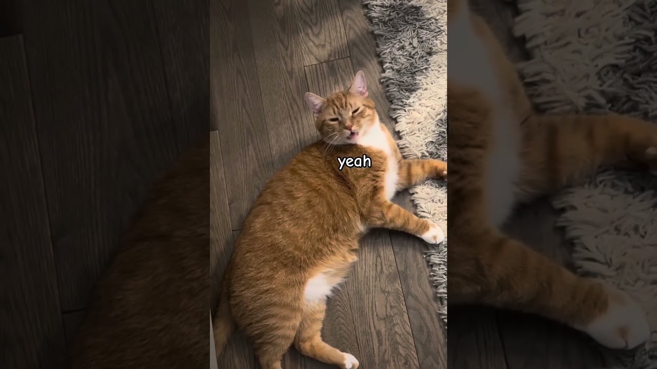 Cabinet chats with Kona the cat 😻 #cats #cat #cute #funny