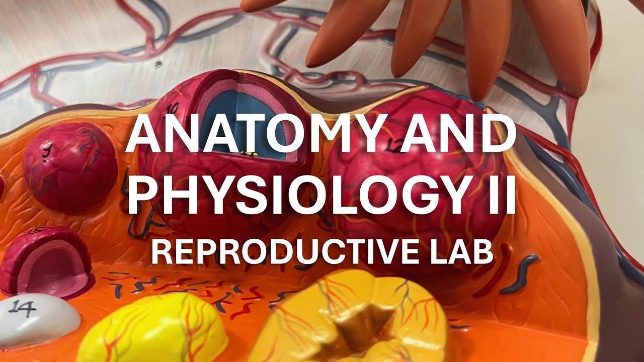 Anatomy and Physiology II - Reproductive Lab