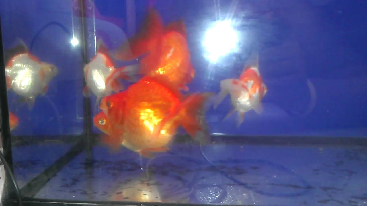 Ryukins