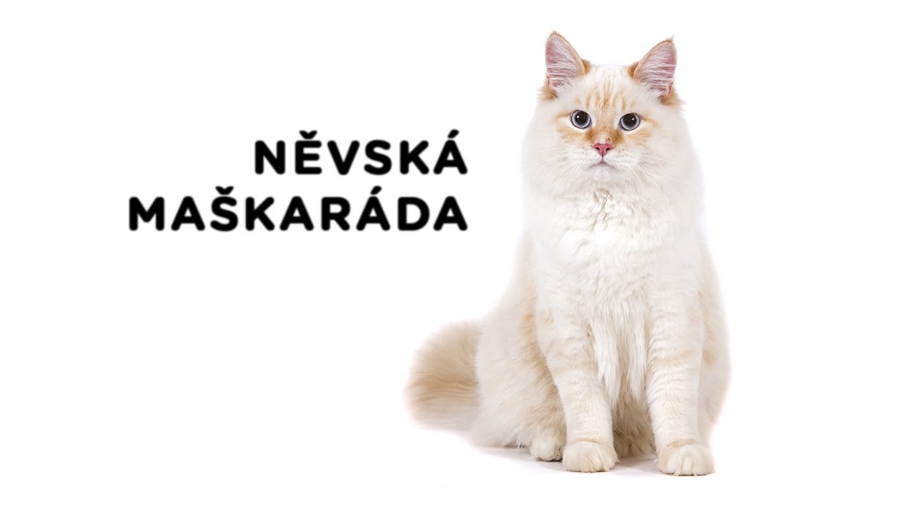 Něvská maškaráda - Atlas plemen - Tlapka TV