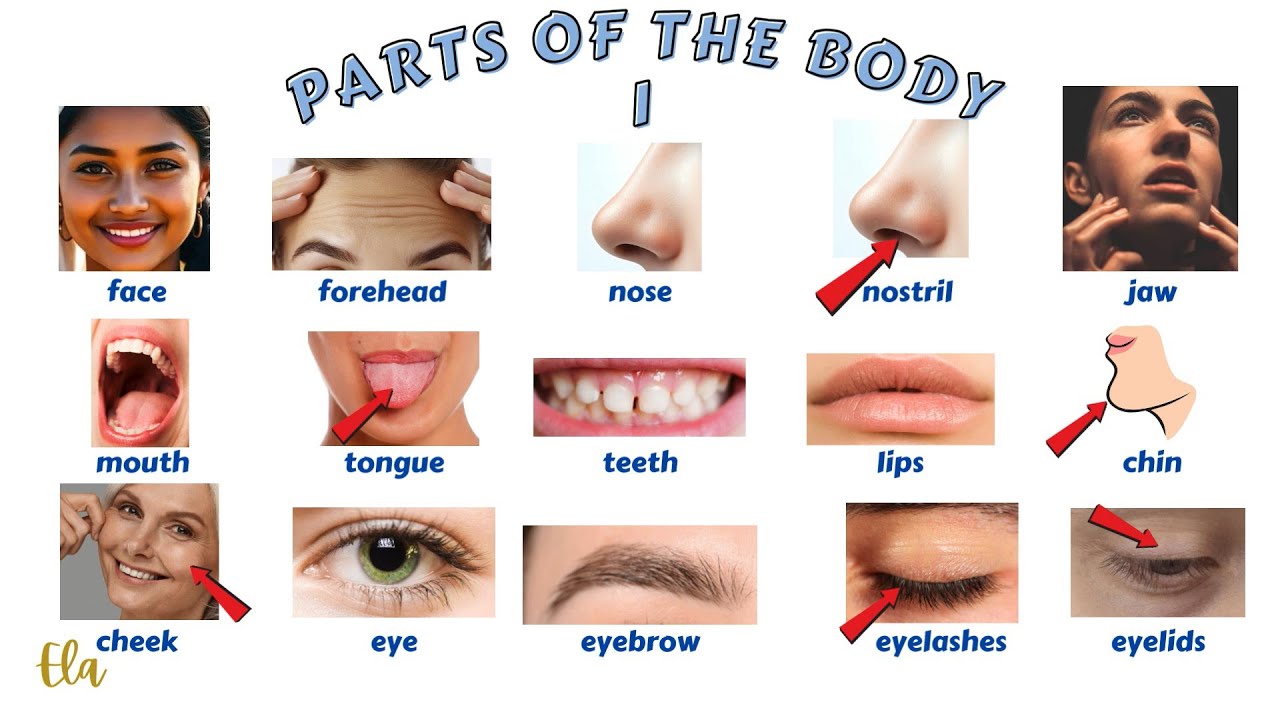 PARTS OF THE BODY 1