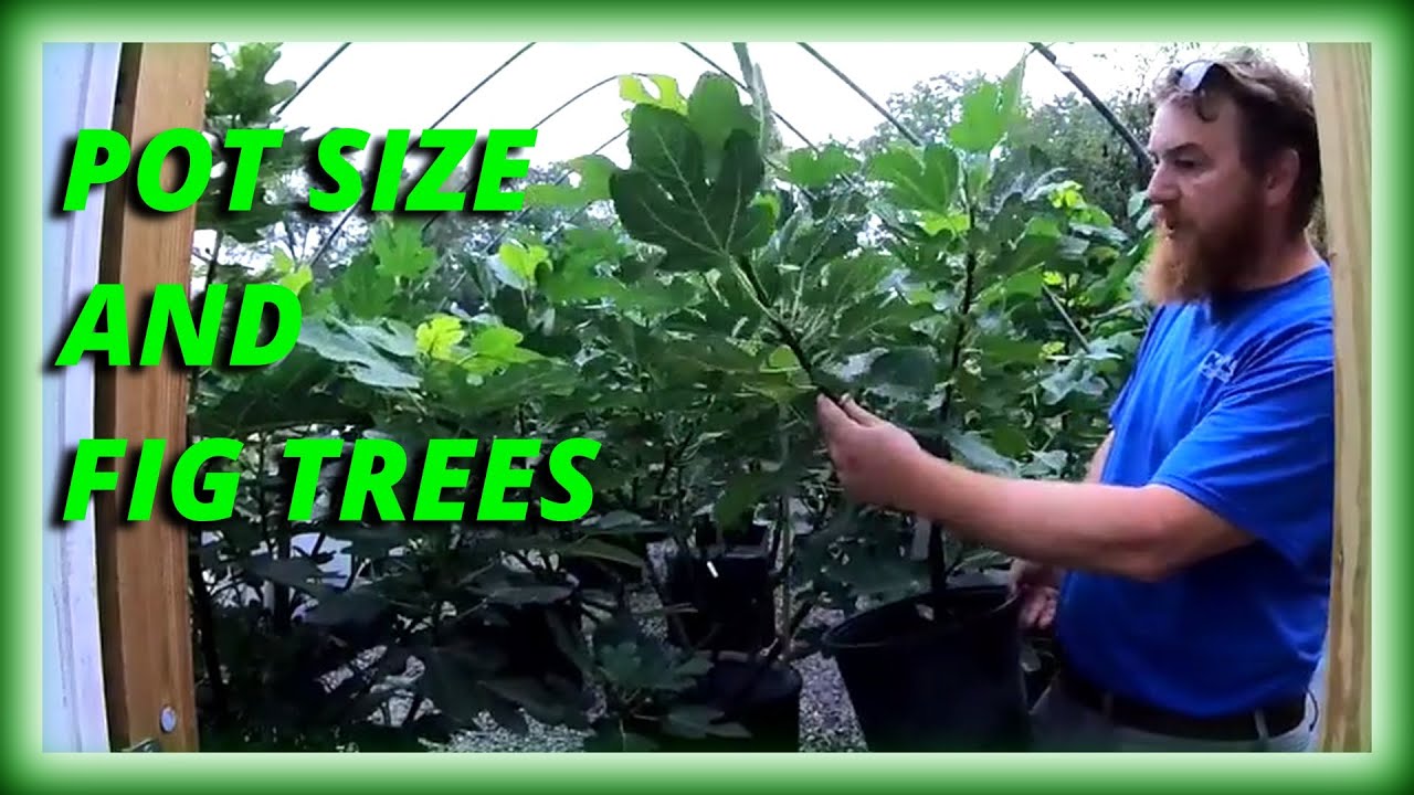 Choosing the right size pot for your fig tree