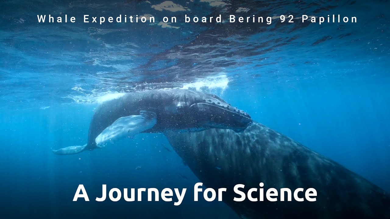 A Close Look at Whale Conservation with Bering 92 Papillon