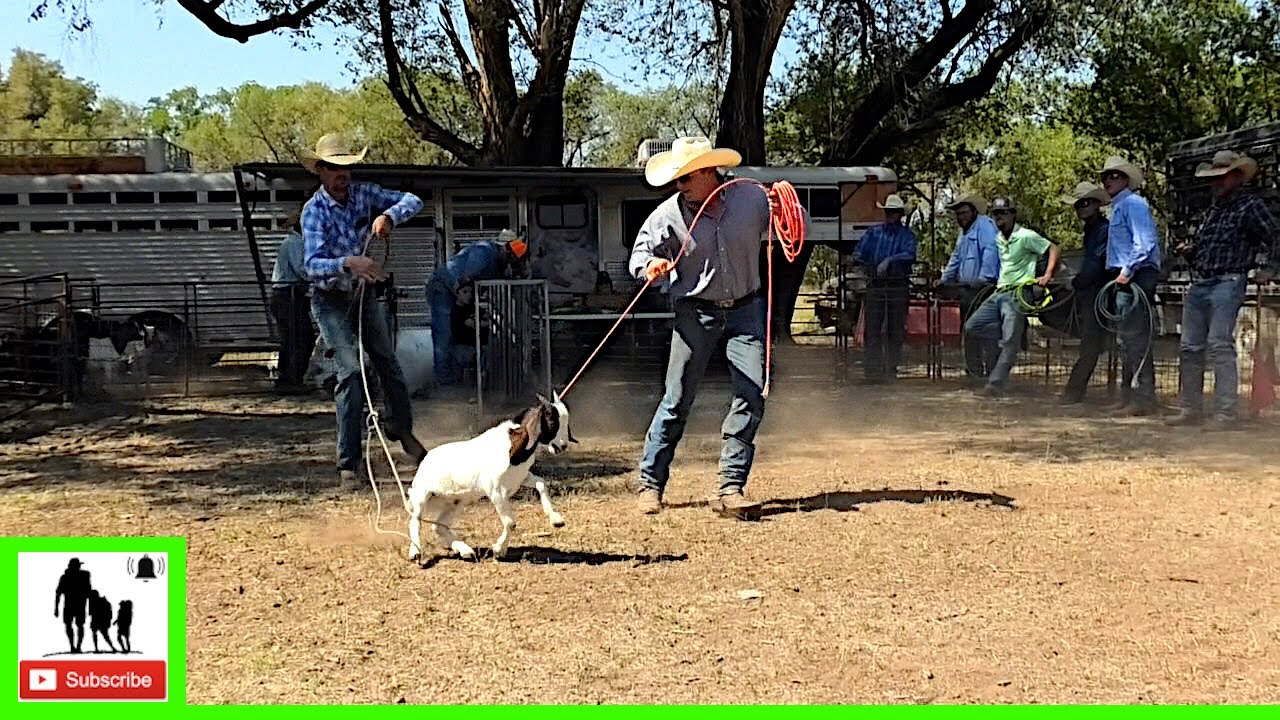 Goat Roping 🐏 2020 Motley / Dickens Old Settlers Rodeo | Saturday