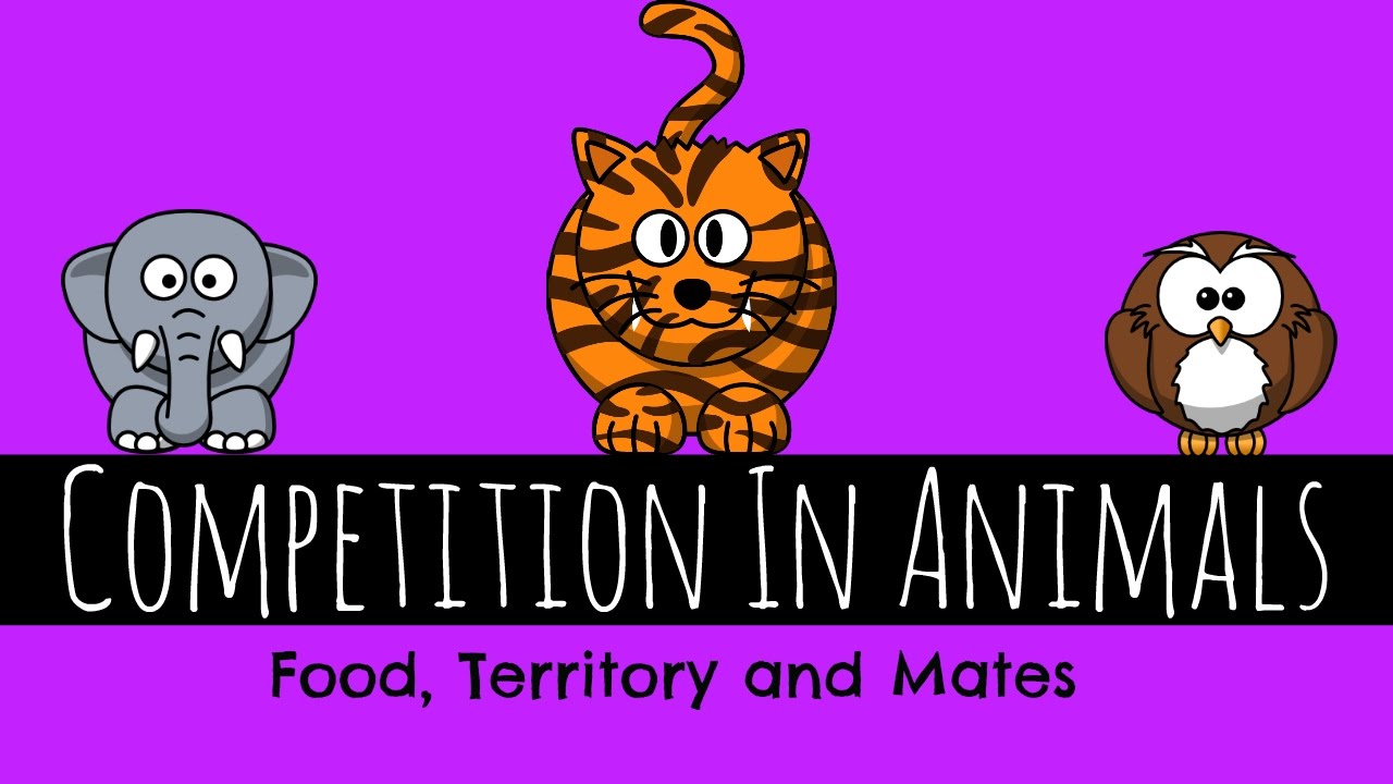 Competition In Animals - Food, Territory and Mates - GCSE Biology