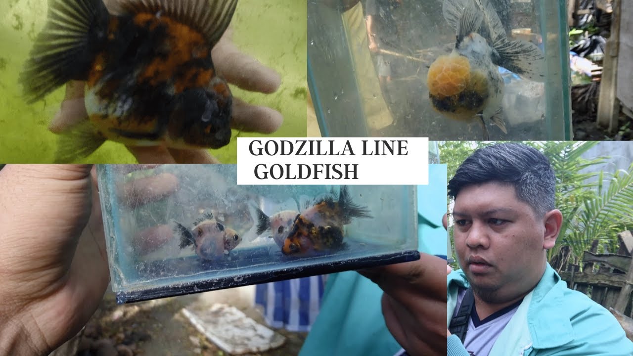 Crazy Goldfish Farm Tour New Generation of Calico Oranda 'Godzilla Line' (Panabo Goldfish Club?)