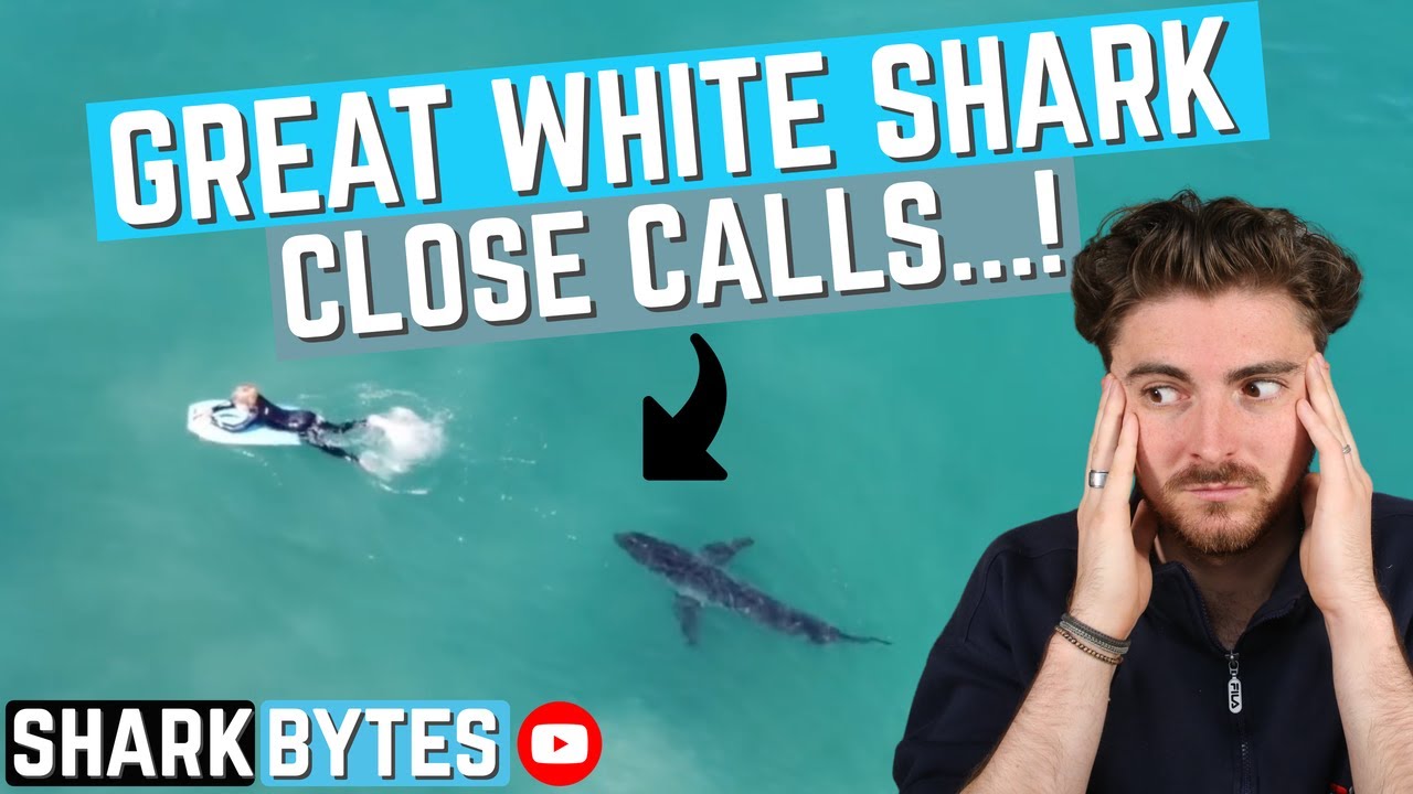 Shark Scientist REACTS to Great White Shark 