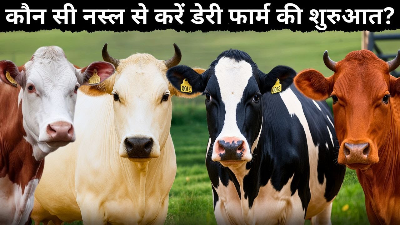 Gir, Sahiwal, HF या  Jersey – किस गाय से करें डेयरी फार्म की शुरुआत?
