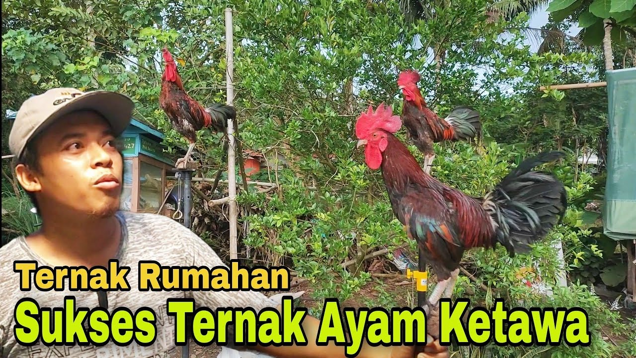 Sukses Ternak Ayam Ketawa Skala Rumahan