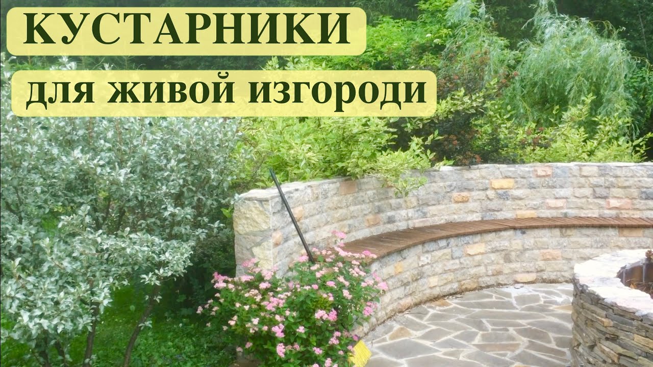 ДЕРЕН / ПУЗЫРЕПЛОДНИК / ЛОХ СЕРЕБРИСТЫЙ. КУСТАРНИКИ ДЛЯ ЖИВОЙ ИЗГОРОДИ.