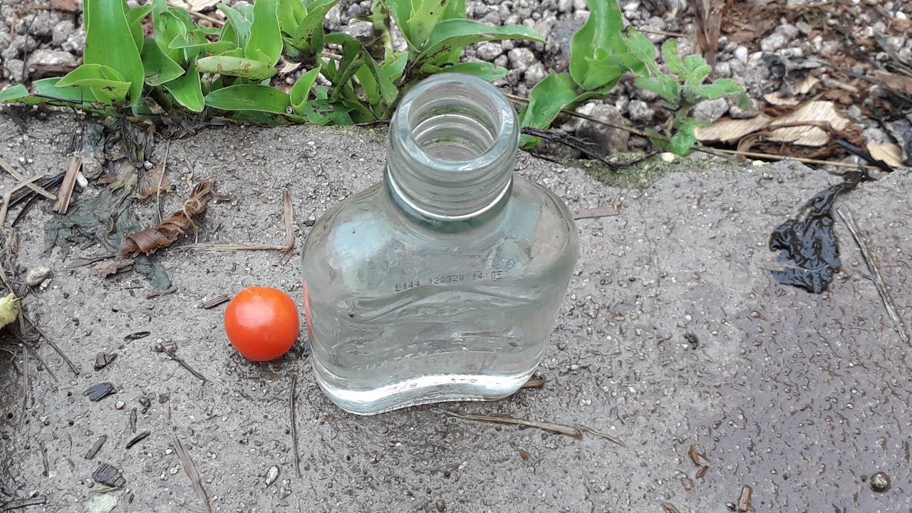 Como Guardar Semillas de Tomate Cherry (Método de Fermentación)  |El Huerto de Obie|